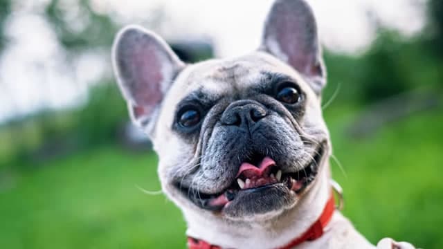 Chewy Posts Higher Profit, Revenue